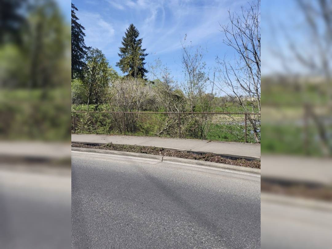 A view of trees and grass from the side of a road.